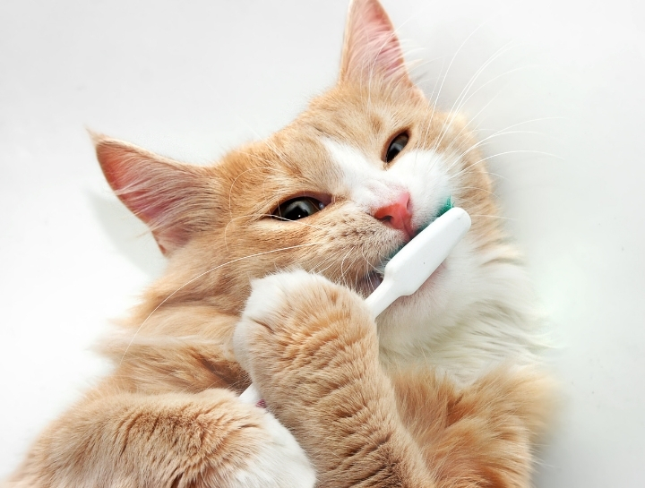 February is Dental Awareness Month!