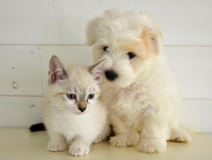 Puppy & Kitten Care 